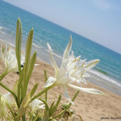 Hotel Villa Fiori Beach